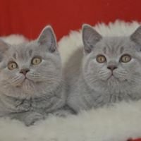 Koteczkowo*Pl - Hodowla Kotów Brytyjskich chat bot